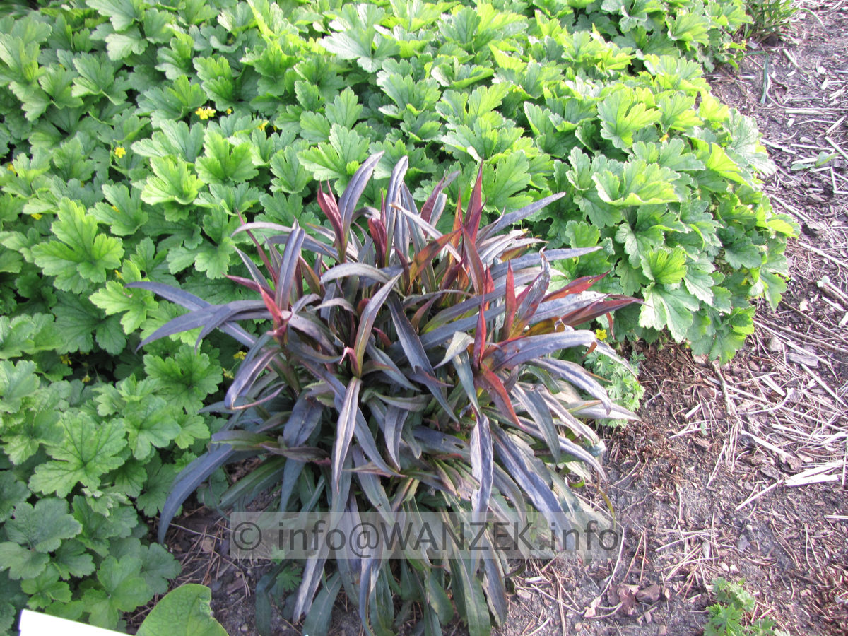 Aster laterifolius Lady In Black - Austrieb.JPG
